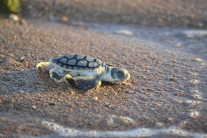 Bay flatback turtle