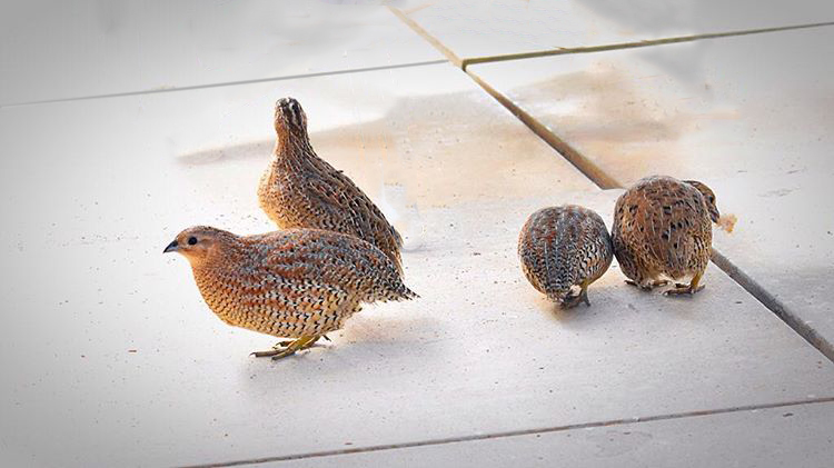 @jen_life.is.a.travel – brown quail family 2017 small