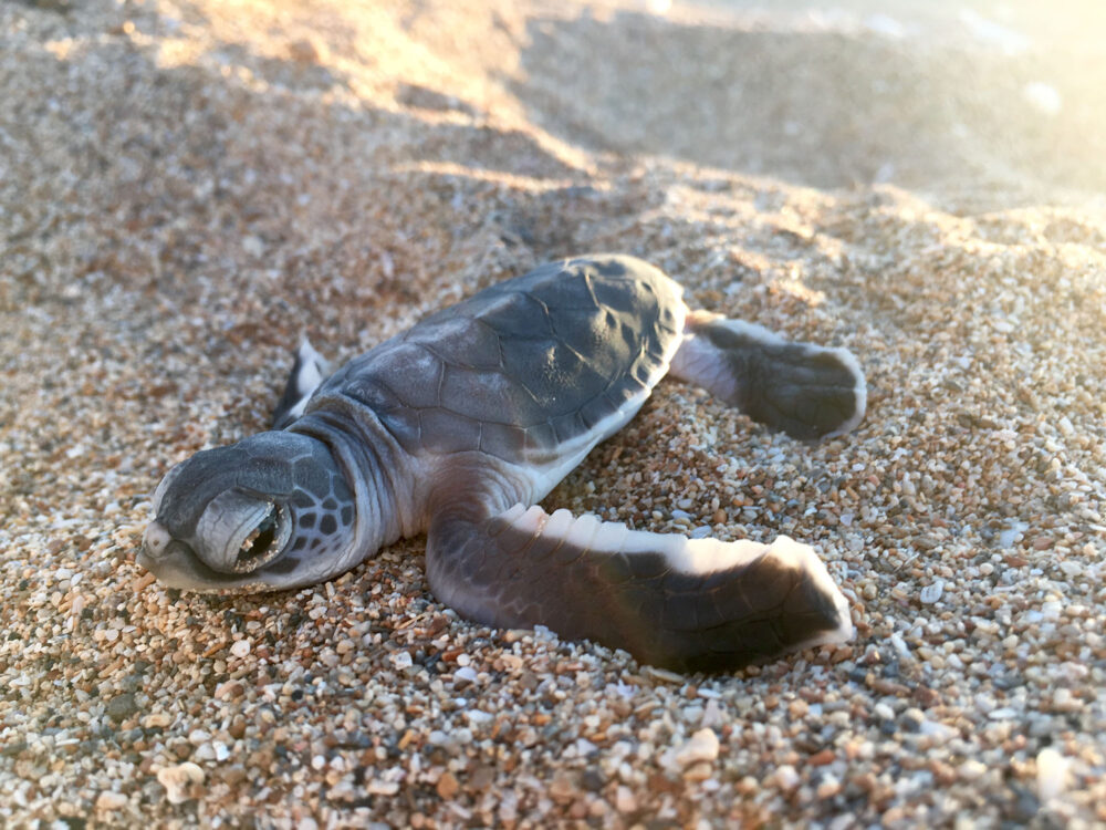 Green Turtle – March 2016 small