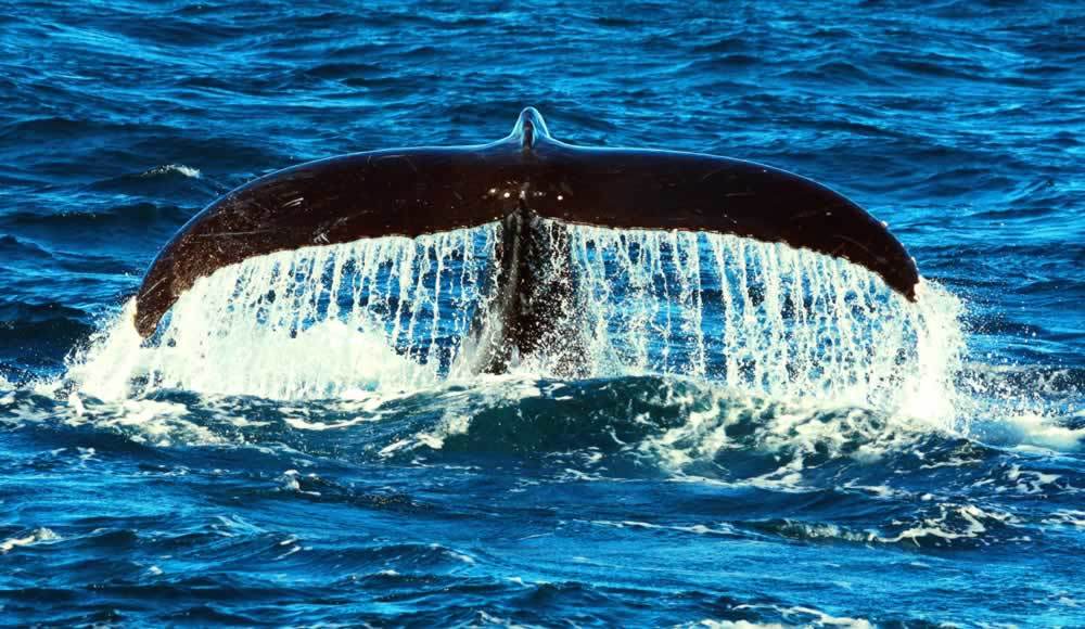 Humpback_Whale_Tail