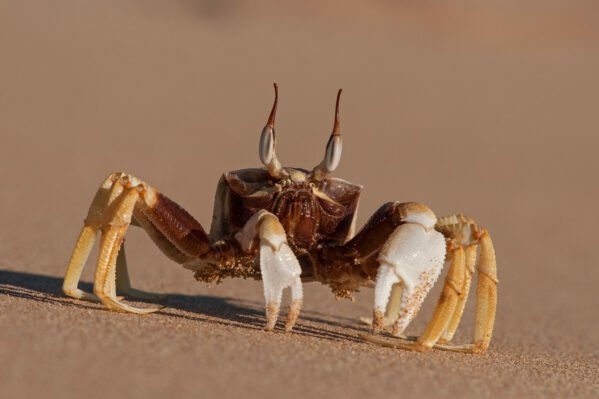 ghost crab closeup small