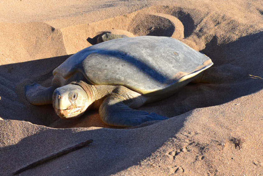 Nesting turtle on Thevenard Island
