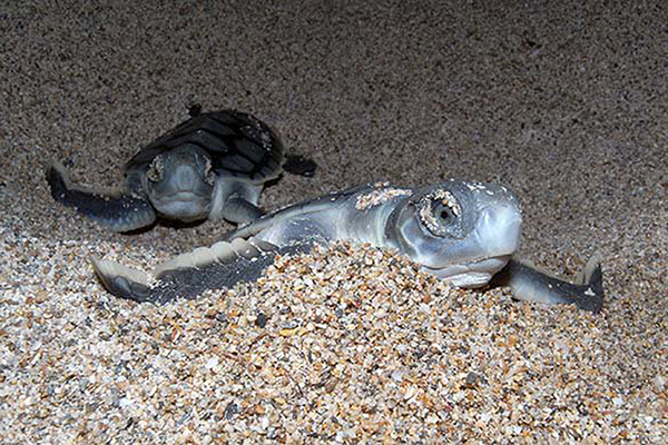 Turtles Mackerel Islands